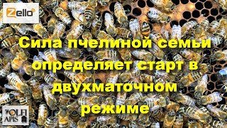 Сила пчелиной семьи определяет старт в двухматочном режиме.