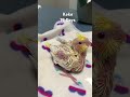 parrot baby 19 days 玄凤鹦鹉 19 天 shortsfeed birds parot cockatiel birdslover cute parrotbaby