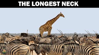 How did the giraffe get its long neck?