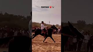 1st runner up DUVA horse race || in Duva village || #horselover #horse #trending #shorts