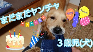 【🎉HappyBirthdayマル🎉】おめでとう㊗これからの成長も楽しみだよ♪ヤンチャな３歳ゴールデンレトリバー♡【GoldenRetriever dog】【里親】