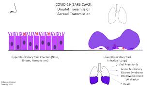Covid-19 (SARS-CoV-2) Coronavirus Infection Mechanism of Infection with ACE2