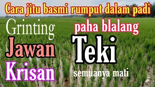 cara jitu basmi rumput dalam padi