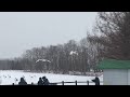 【鶴居村鶴見台】天然記念物　タンチョウ鶴、仲間に呼び寄せられ到来（鶴　丹頂鶴　タンチョウ　丹頂　鳥　飛ぶ　飛行　冬　雪　観光　北海道　道東）