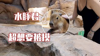 水豚君好想要被摸！Mr. Capybara really wants to be touched!