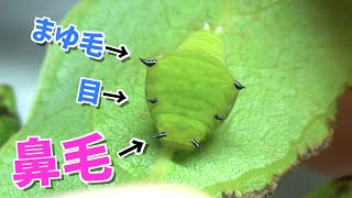 鼻毛出てるイモムシが全然怖くないwww