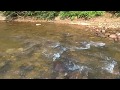 Jernihnya air sungai di Gua Musang