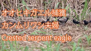 【オオヒキガエル捕獲】カンムリワシ夫婦 Crested serpent eagle