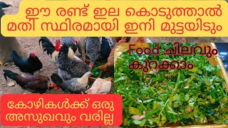 ചൂട് സമയത്ത് കോഴികൾ മുട്ടയിടുന്നത് കുറവാണോ? || ഈ ഇലകൾ കൊടുത്താൽ കോഴിമുട്ടയിട്ട് മതിയാകും 🥰||🐣🦃🐓