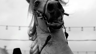A Horse Scared Of Humane Face