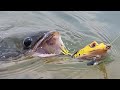 snakehead fishing | predator fish | topwater fishing