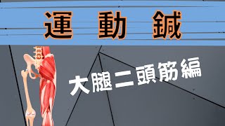 大腿二頭筋の運動鍼！ハムストリングの肉離れ、腰痛などに