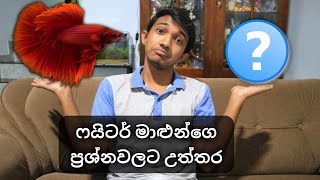 බේටා (ෆයිටර්) මාළුන්ගෙ ප්‍රශ්නවලට උත්තර | Betta (fighter) fish Q&A