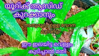 # യൂറിക് ആസിഡ് കുറയ്ക്കാൻ മുറ്റത്തുള്ള ഈ ഒരു ചെടി മതി# @LilusKichenVlog