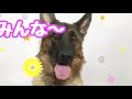 愛犬の緊急時！これだけは準備しておいて下さい！　psdドッグサポートセンター　いぬプロ　inupro