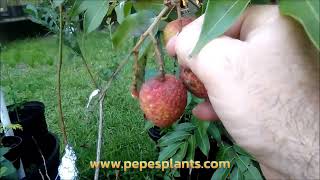 Harvesting and tasting a container grown Emperor Lychee fruit tree