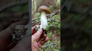 #грибы2024 #mushroom #грибыленобласть