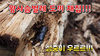 도끼로 폐목을 쪼개면 왕사슴벌레가 우르르르!!!(ft.3저씨)