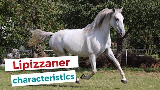 Lipizzan horse | characteristics, origin \u0026 disciplines