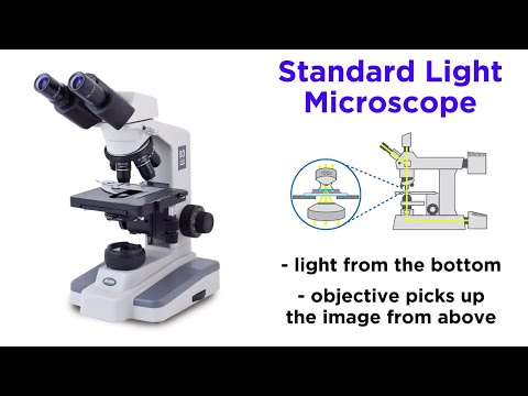 What are the main parts of a light microscope?