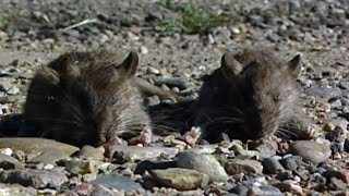 Calgary rat infestations challenge Alberta's rat-free claims