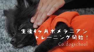 【生後４ヶ月ポメラニアン①】待てのトレーニングスタート