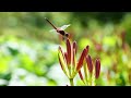 2023.09.29　栃木県那須町・簑沢彼岸花公園