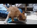 ＜2匹の猫通信＞「ほっこりライブ」めめちゃんママと二人の時間！ハッチとマックは一緒にキッチンへ行く！2020 06 24 cat live stream in japan cat life tv