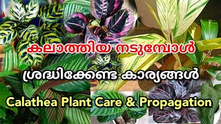 യാതൊരു വിഷാംശവും ഇല്ലാത്ത കലാത്തിയ ചെടികൾ വീട്ടിനകത്ത് വളർത്താം | Calathea Indoor plants Peopagation