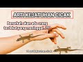 Arti kejatuhan cicak di kepala, tangan, punggung, pundak, kaki