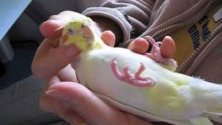 オカメインコ　ピカちゃんのニギコロ cockatiel falls asleep