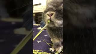 にんじん茎ポッキーに一生懸命なうさぎさん🐇 かわいいと思ったら、いいね＆コメントお願いします♪ #ウサギ #うさぎ #bunny #ネザーランドドワーフ #かわいい #癒し #にんじん茎ポッキー