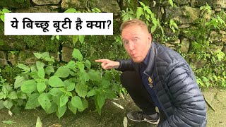 Uttarakhand's Bichoo Booti explained | बिच्छू काटने पर उपाय | घरेलू और स्वास्थ उपयोग