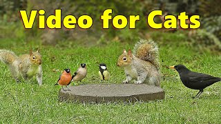 Videos for Cats - Squirrels and Birds Mania ⭐ 10 HOURS ⭐ Cat TV