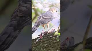 Hawk hunting pigeon #raptors#hawk#bird of prey#nature#wildlife#black sparrowhawk juvenile