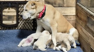 how mothers cares  for puppies Central asian shepherd  #Alabai