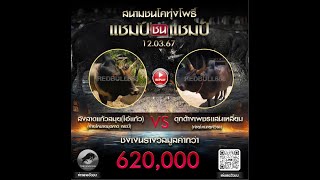 🏆คู่เอก ลังสาดแก้วสมุย (ไอ้แก้ว)VSดุกด้างเพชรแสนเหลี่ยม ชิง 6.2 แสนบาท สนามชนโคบ่อล้อ 12.03.2567