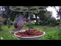 Tuftie taking hazelnuts #nature #Ostdrossel #birds #wildlife