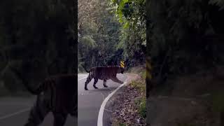 Tollywood Biggest Blockbuster Tiger walking Scene | Mohanlal | Namitha | Tollywood Talkies