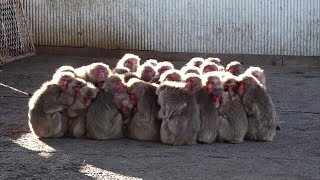 こんなところも上下関係?!　ボスザルは温かい中でぽかぽか　小豆島のサル団子【香川・土庄町】 (22/12/16 18:00)