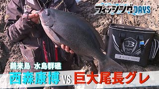 フィッシングDAYS「鵜来島　水島群礁　西森康博ｖｓ尾長グレ」