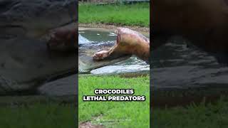 The Deadly Secrets of Crocodile Attacks! #alligator #crocodiles #survival #shorts #viral