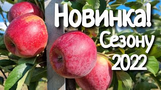 Яблуня Кадел / Сорт яблуні стійкий до основних захворювань