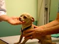 how to give your dog liquid medication