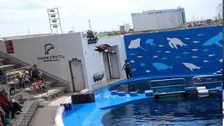 仙台うみの杜水族館　バードショー