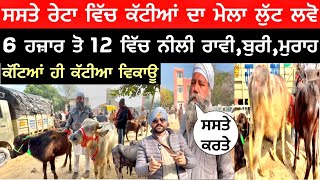 ਸਸਤੇ ਰੇਟਾ ਵਿੱਚ ਕੱਟੀਆਂ ਦਾ ਮੇਲਾ ਲੁੱਟ ਲਵੋ 6 ਹਜ਼ਾਰ ਤੋ 12 ਵਿੱਚ ਨੀਲੀ ਰਾਵੀ,ਬੁਰੀ ਕੱਟੀ,ਮੁਰਾਹ ਨਸਲ ਮੌਕਾ ਸਾਂਭ ਲਵ