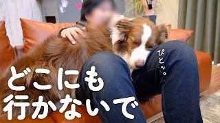 お兄ちゃんがいつもより早く帰ってきたのが嬉しくて甘えん坊が止まらないボーダーコリー