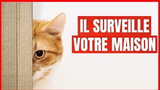 15 choses que font les Chats pour VOUS protéger et protéger LEUR maison !