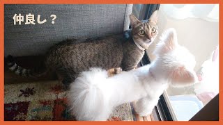 【#shorts 】猫のしっぽで叩かれる犬w