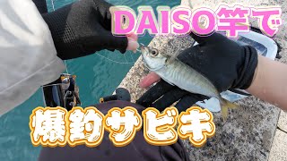 DAISOロッドでサビキ&泳がせ釣りやってみたよ！☀️